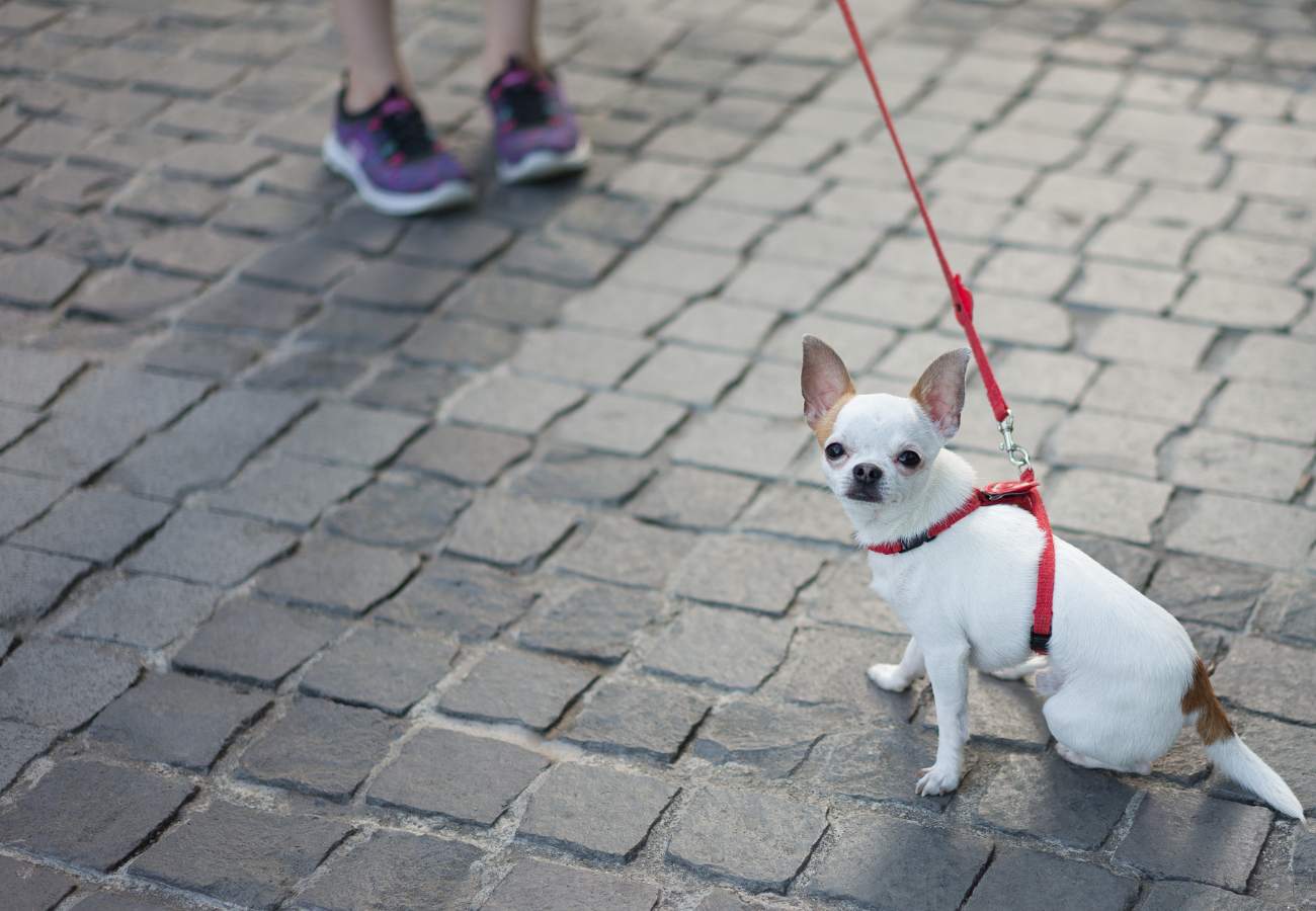 petit chien avec laisse sur un trottoir pavé