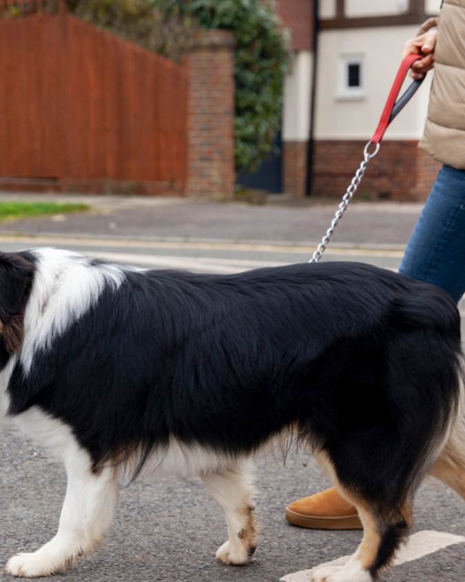 laisse metal gros chien