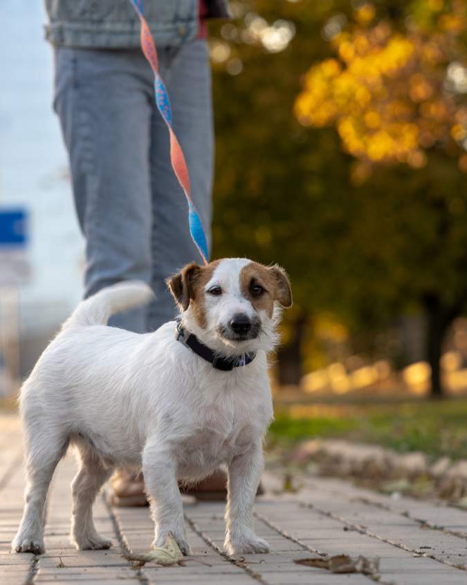 laisse petit chien