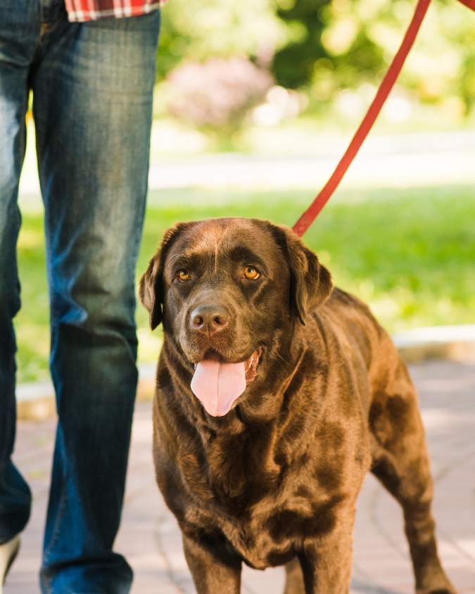 laisse sangle gros chien