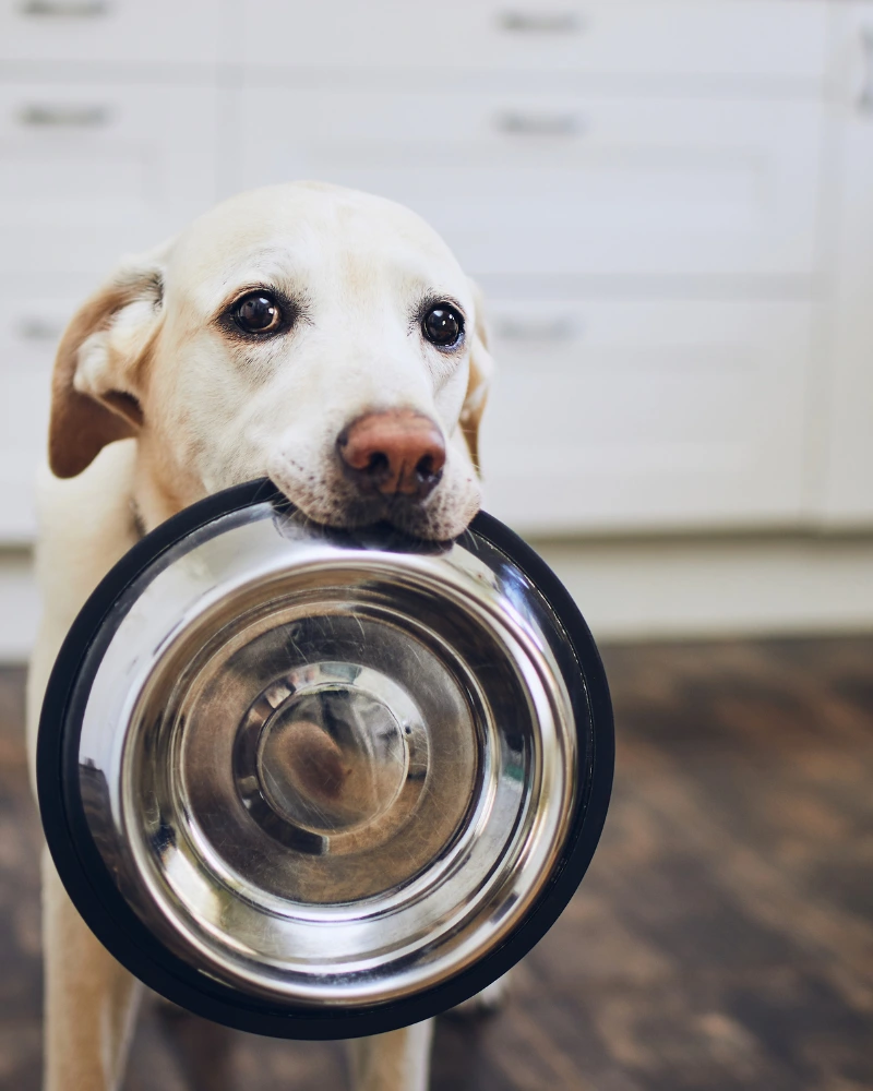 chien qui demande des croquettes en tenant sa gamelle dans sa gueule