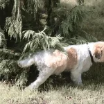 chien fait souvent pipi