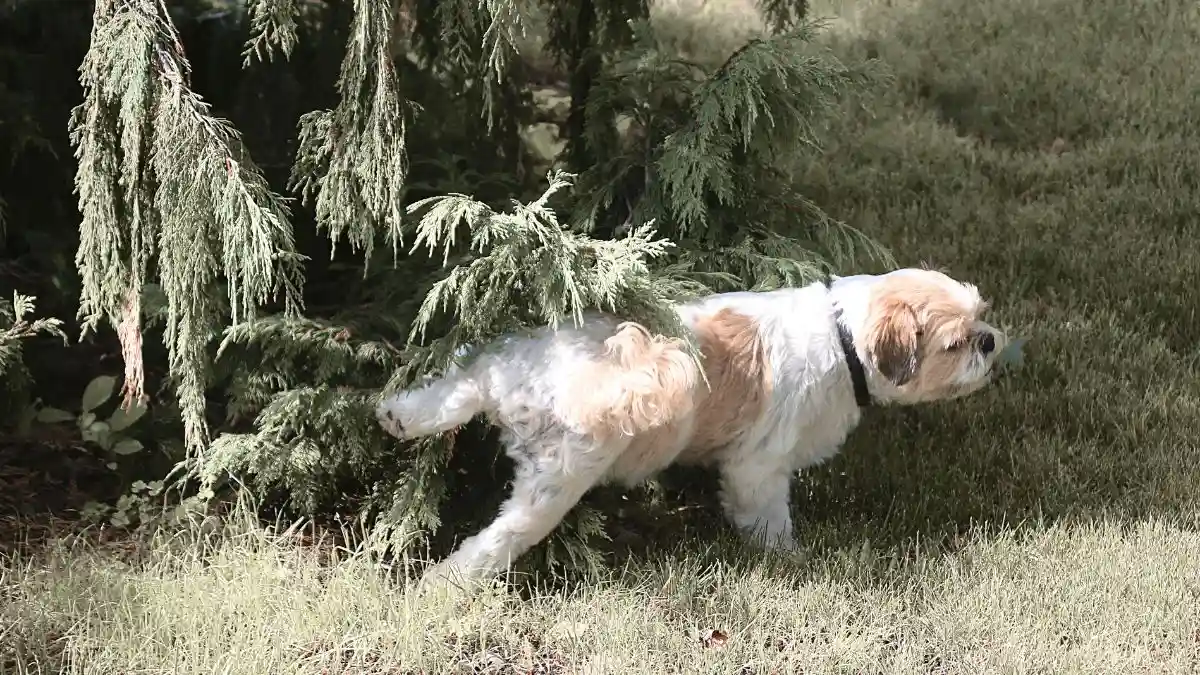 chien fait souvent pipi