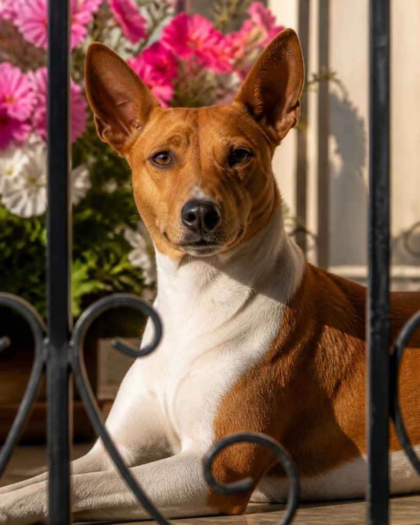 Basenji : le chien qui n'aboie pas
