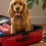 chien cocker assis dans une valise